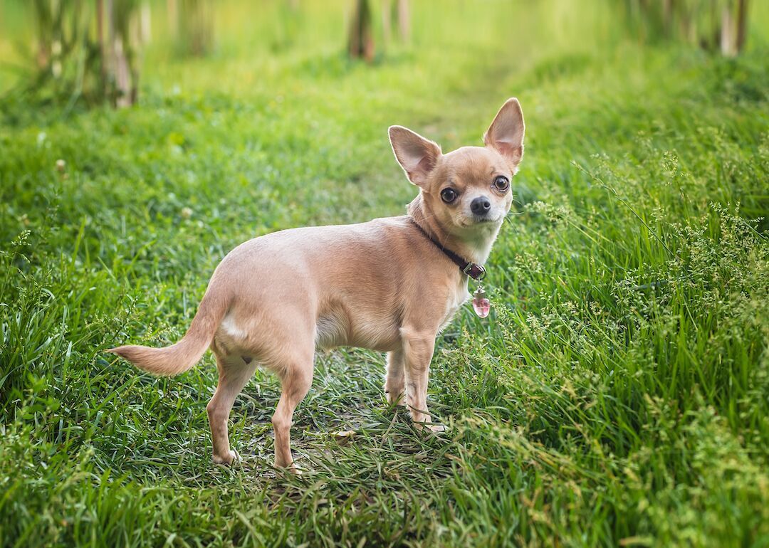 #10. Chihuahuas